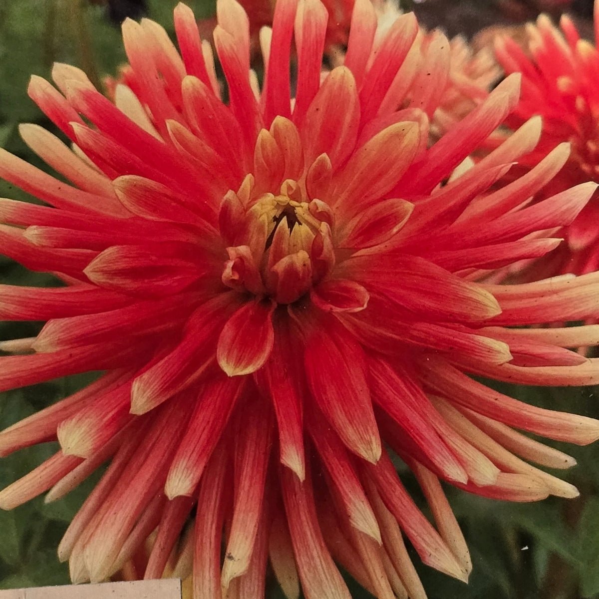 Dahlia ‘Tuscany’ Tuber | Gold, Orange and Apricot Cactus Dahlia - Oldboy&
