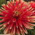 Dahlia ‘Tuscany’ Tuber | Gold, Orange and Apricot Cactus Dahlia - Oldboy&