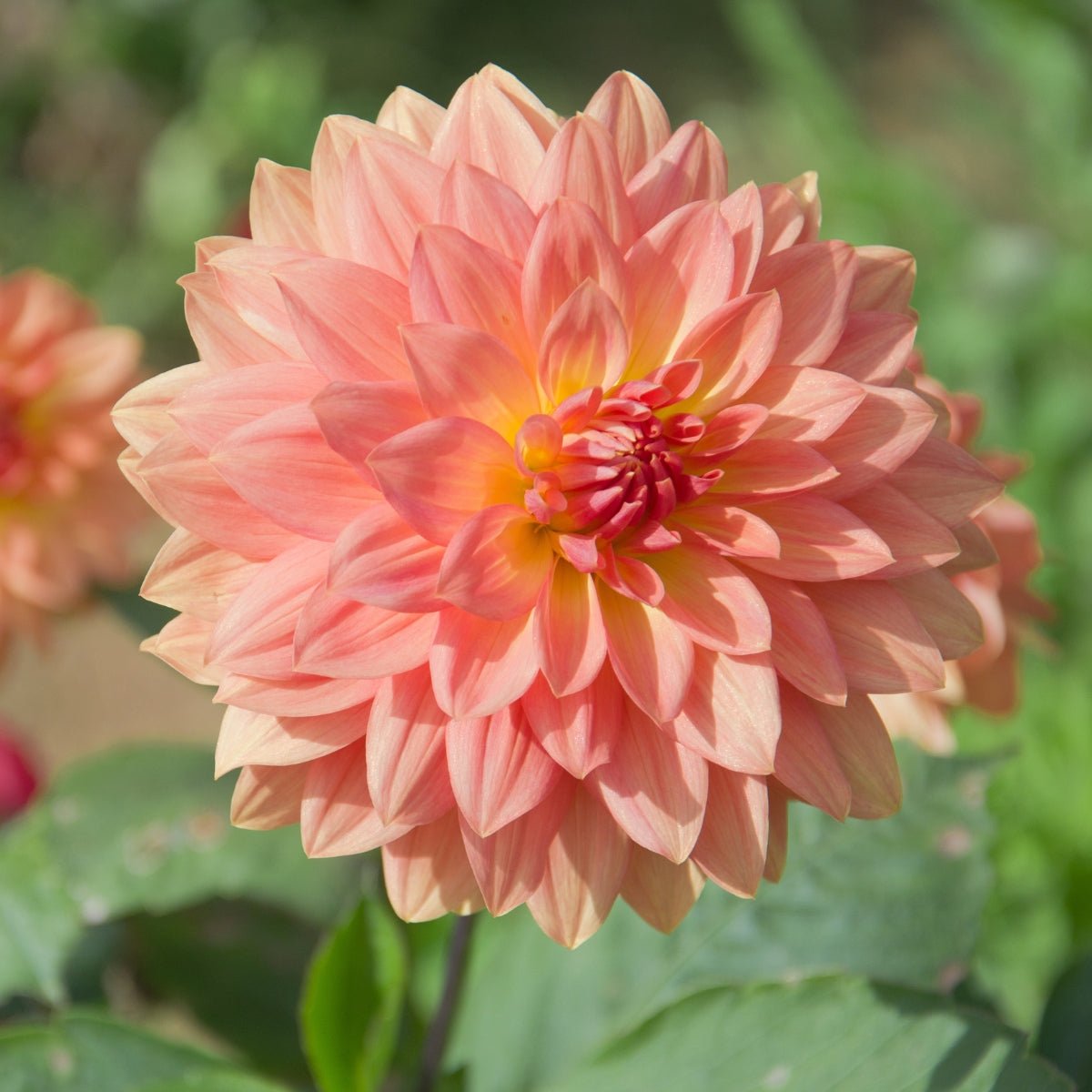 Dahlia ‘Urica’ Tuber | Peach, Coral and Apricot Decorative Dahlia - Oldboy&