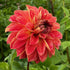 Dahlia ‘Van Gogh’ Tuber | Orange and Pink Decorative Dahlia - Oldboy&