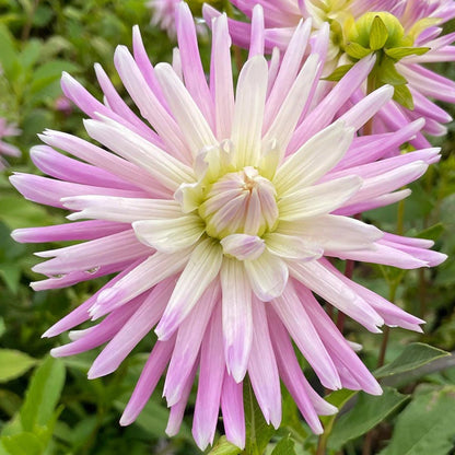 Dahlia ‘Versailles’ – Soft &amp; Rose - Pink Decorative Blooms with Cream Highlights - Oldboy&