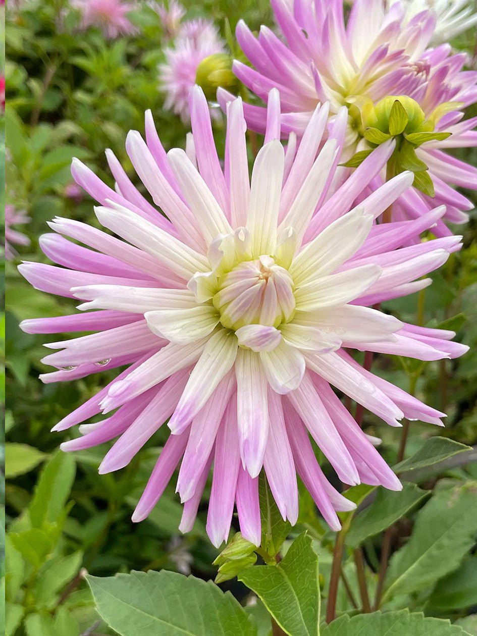 Dahlia ‘Versailles’ – Soft &amp; Rose - Pink Decorative Blooms with Cream Highlights - Oldboy&
