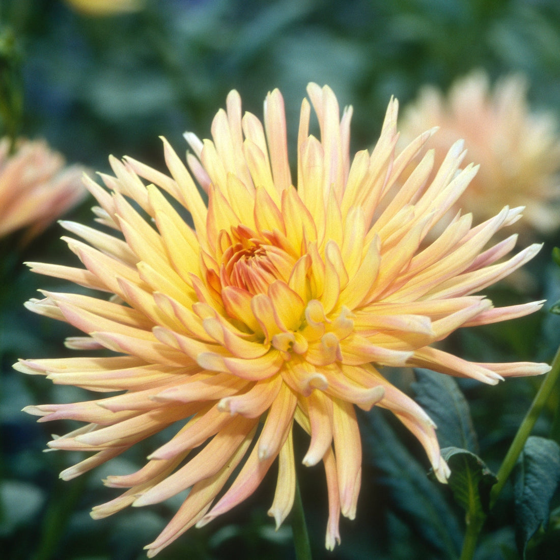 Dahlia ‘Vilandry’ – Salmon Peach &amp; Butter Yellow Cactus Blooms - Oldboy&