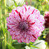 Dahlia ‘Wine Dot’ Tuber | Speckled Pink and Burgundy Dahlia - Oldboy&