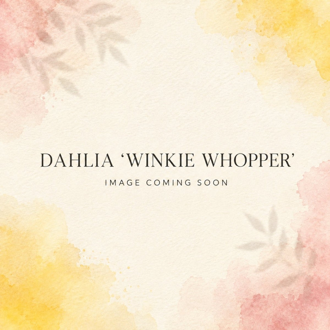 Dahlia ‘Winkie Whopper’ | Giant Apricot-Orange Dinnerplate Dahlia Tuber - Oldboy&