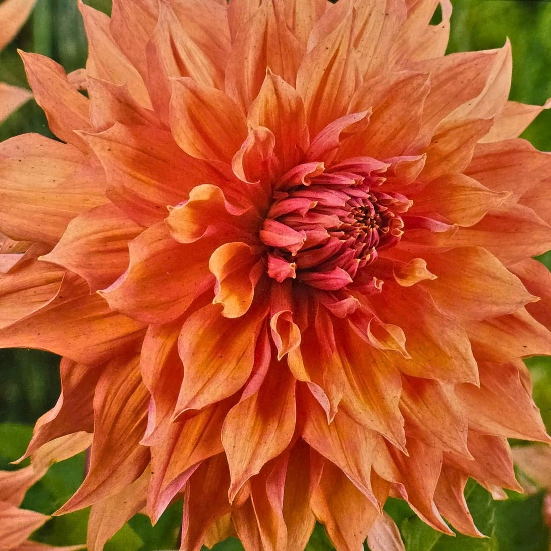 Dahlia ‘Winkie Whopper’ | Giant Apricot-Orange Dinnerplate Dahlia Tuber - Oldboy&