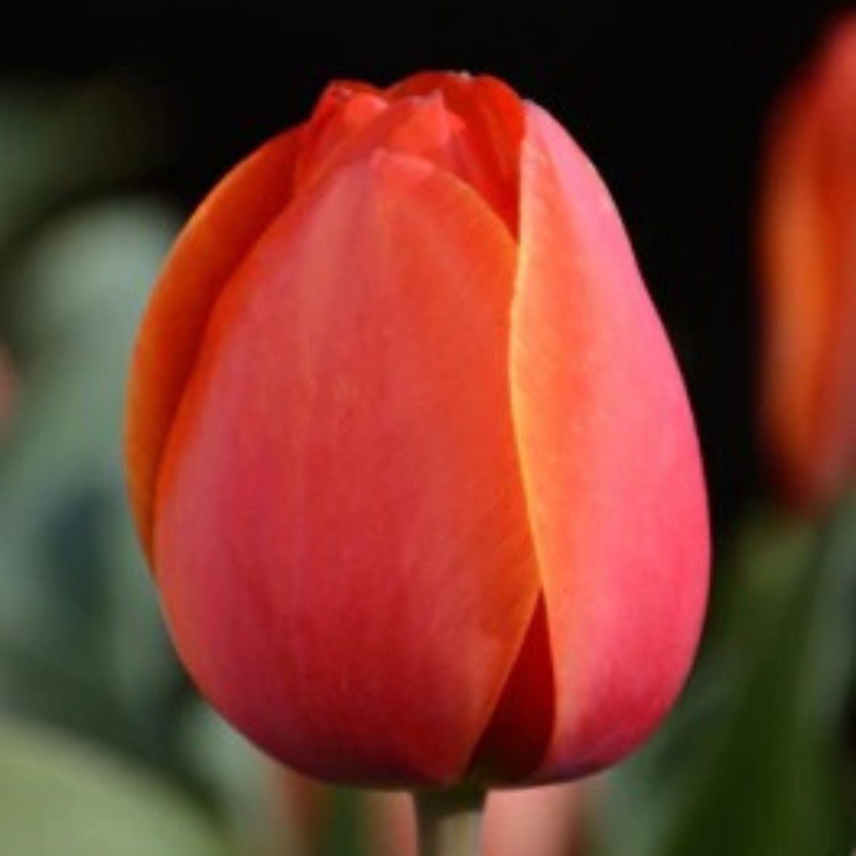 Darwin Tulip ‘Ad Rem’ (Tulipa hybrida) – Striking Orange Blooms - Oldboy&