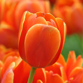 Darwin Tulip ‘Ad Rem’ (Tulipa hybrida) – Striking Orange Blooms - Pre - Order - Oldboy&