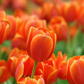 Darwin Tulip ‘Ad Rem’ (Tulipa hybrida) – Striking Orange Blooms - Pre - Order - Oldboy&