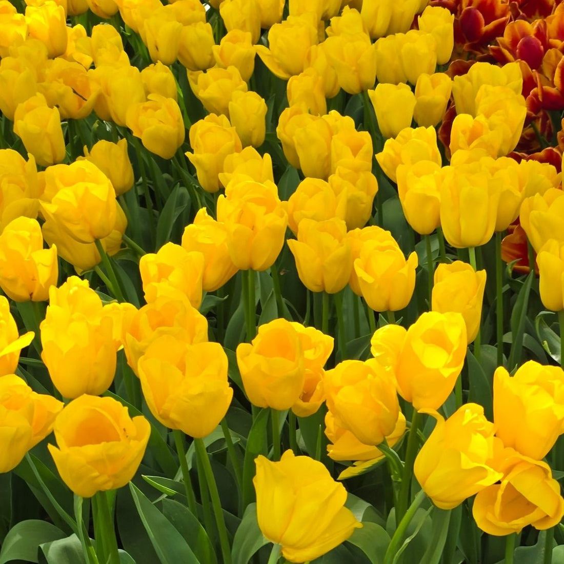 Darwin Tulip ‘Golden Parade’ (Tulipa hybrida) – Striking Yellow Blooms - Oldboy&