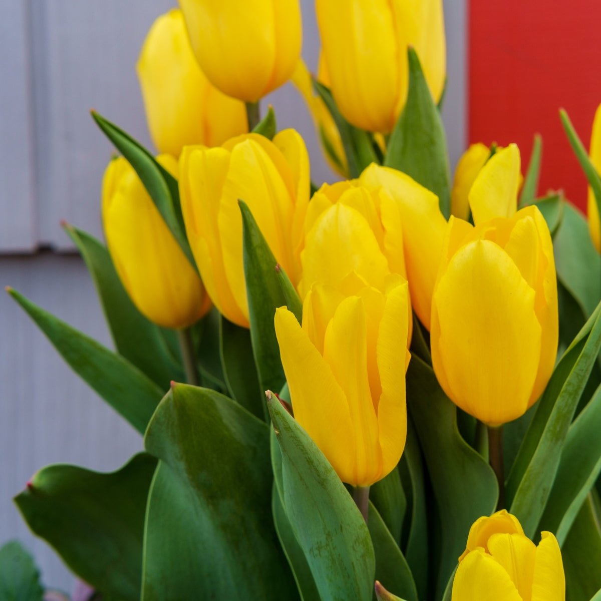 Darwin Tulip ‘Golden Parade’ (Tulipa hybrida) – Striking Yellow Blooms - Pre - Order - Oldboy&