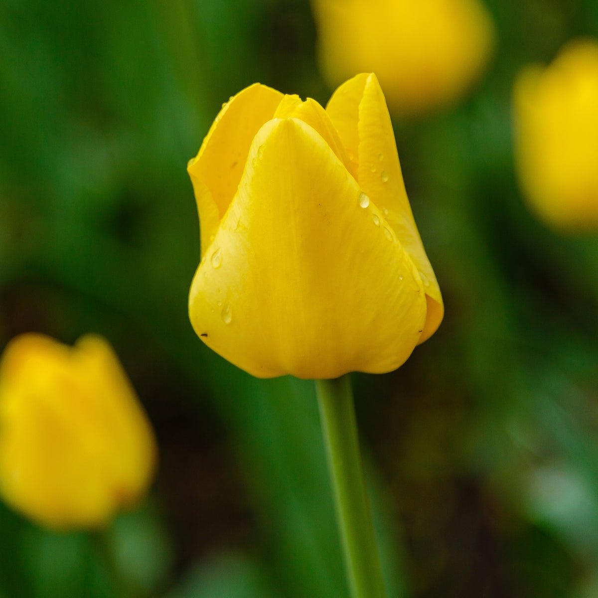 Darwin Tulip ‘Golden Parade’ (Tulipa hybrida) – Striking Yellow Blooms - Pre - Order - Oldboy&