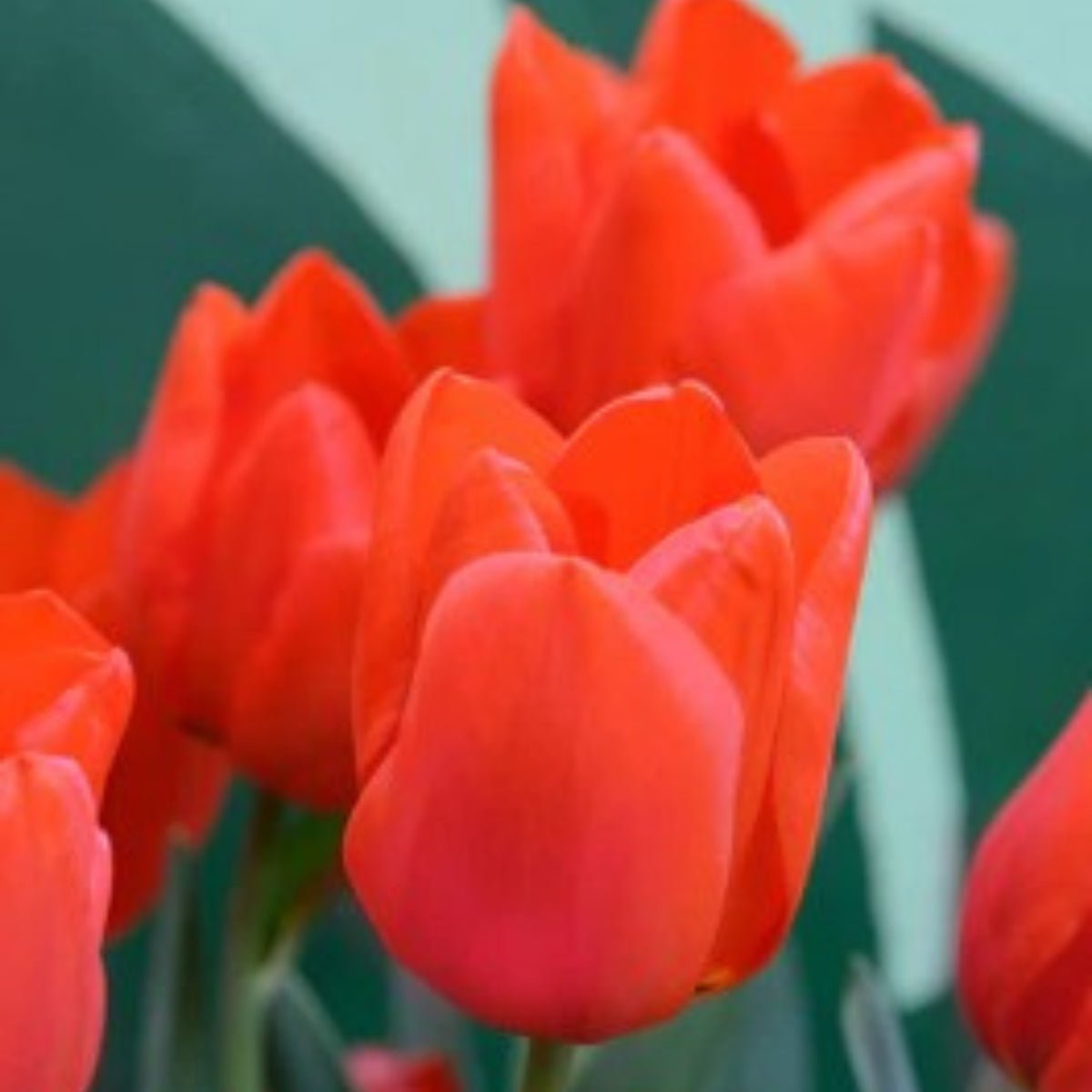Darwin Tulip ‘Lalibela’ (Tulipa hybrida) – Vibrant Red Blooms - Oldboy&