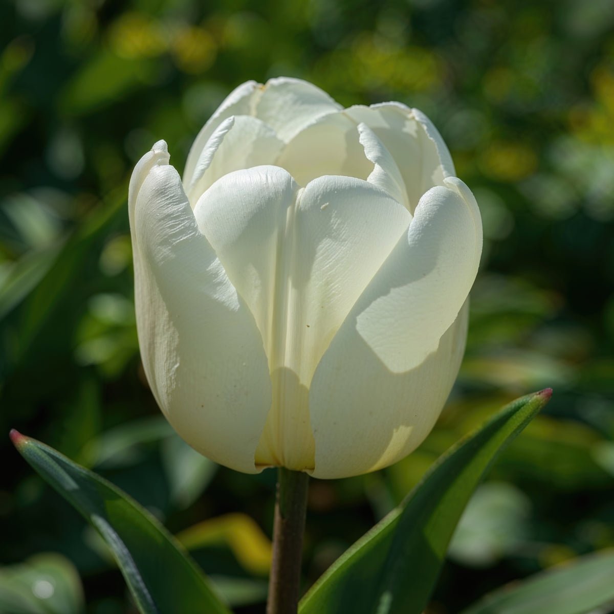 Darwin Tulip ‘Lanka’ (Tulipa hybrida) – Delightful crisp white blooms - Pre - Order - Oldboy&