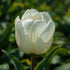 Darwin Tulip ‘Lanka’ (Tulipa hybrida) – Delightful crisp white blooms - Pre - Order - Oldboy&