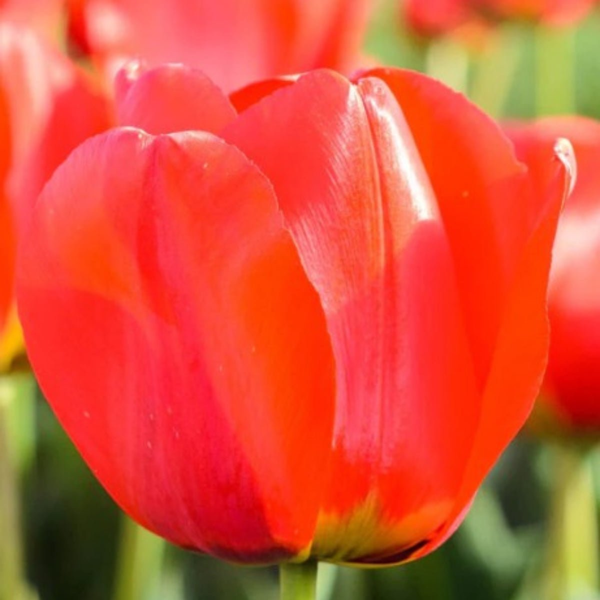 Darwin Tulip ‘London’ (Tulipa hybrida) – Scarlet Red Blooms - Oldboy&