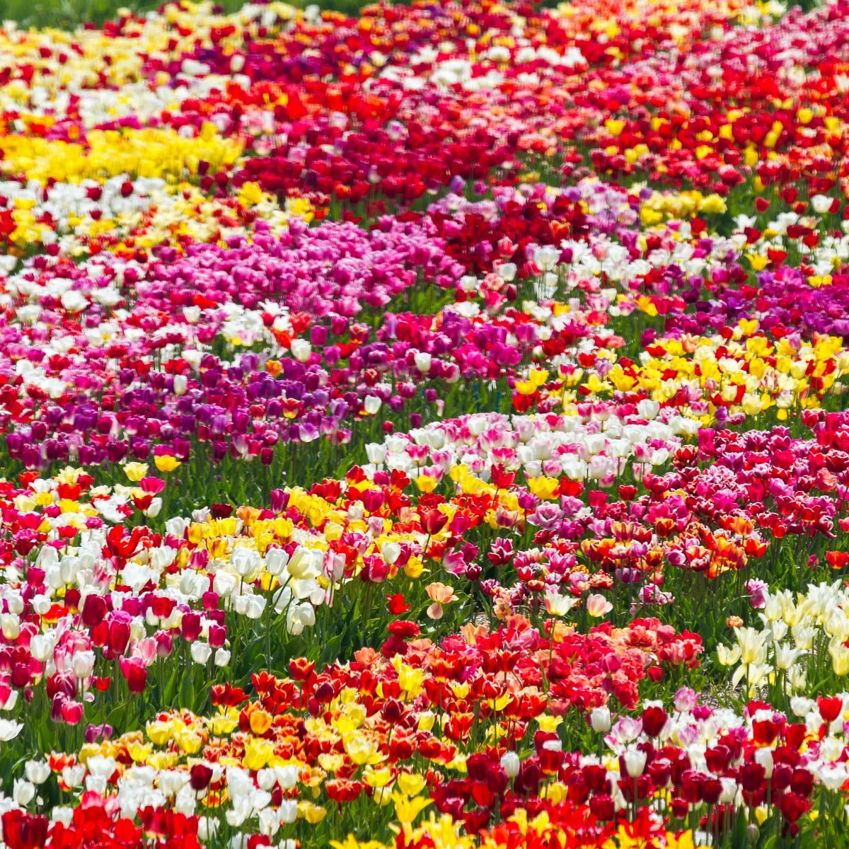 Darwin Tulip Mix (Tulipa hybrida) – Vibrant &amp; Hardy Blooms - Pre - Order - Oldboy&