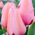 Darwin Tulip ‘Pink Impression’ (Tulipa hybrida) – Soft Pink Blooms - Oldboy&