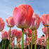 Darwin Tulip ‘Pink Impression’ (Tulipa hybrida) – Soft Pink Blooms - Pre - Order - Oldboy&