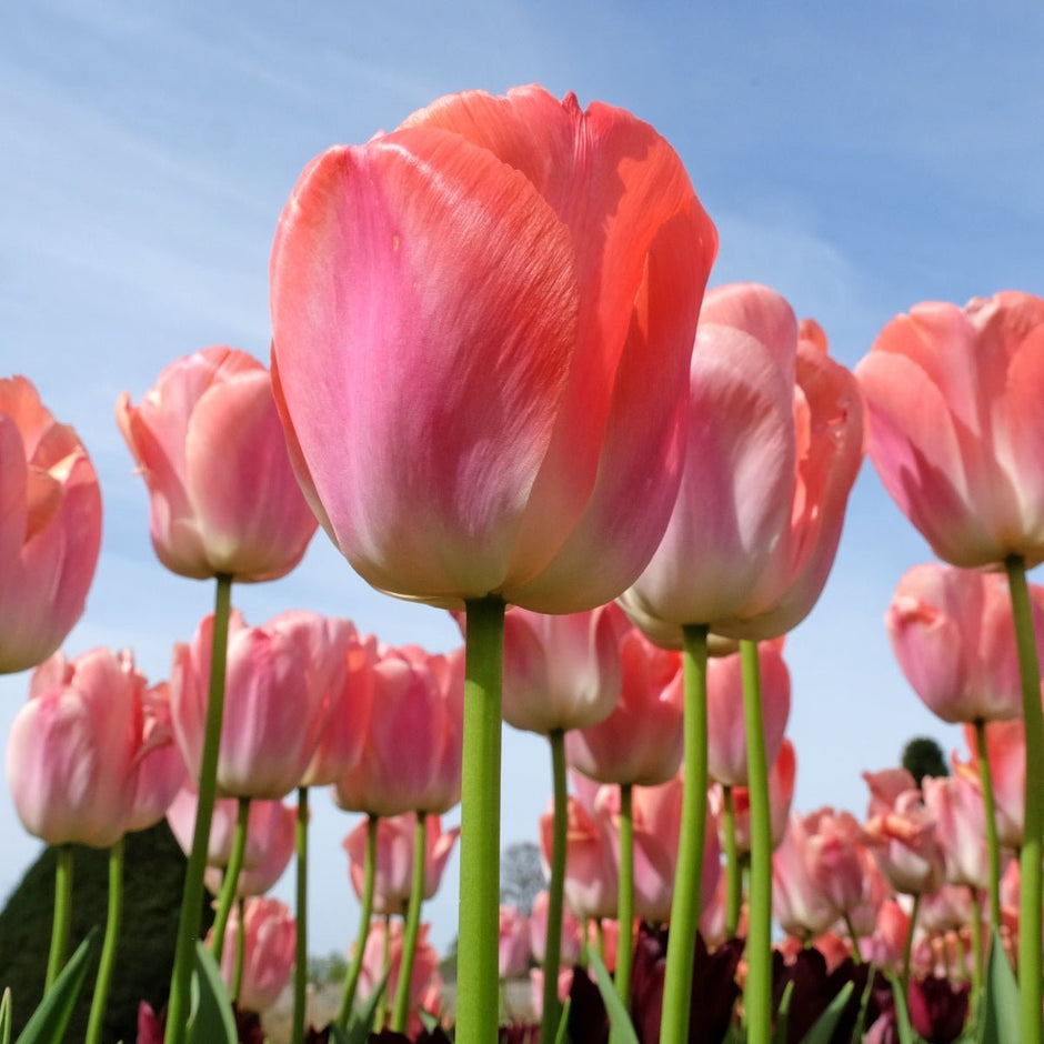 Tulip Bulbs for Sale | Buy Spring Flowering Tulips Online Australia ...