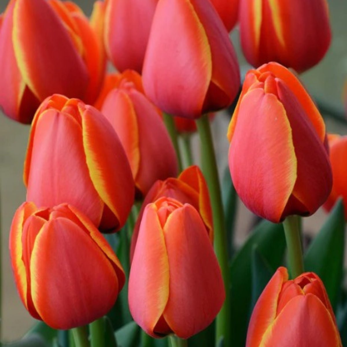 Darwin Tulip ‘World’s Favourite’ (Tulipa hybrida) – Early Orange &amp; Yellow Blooms - Oldboy&