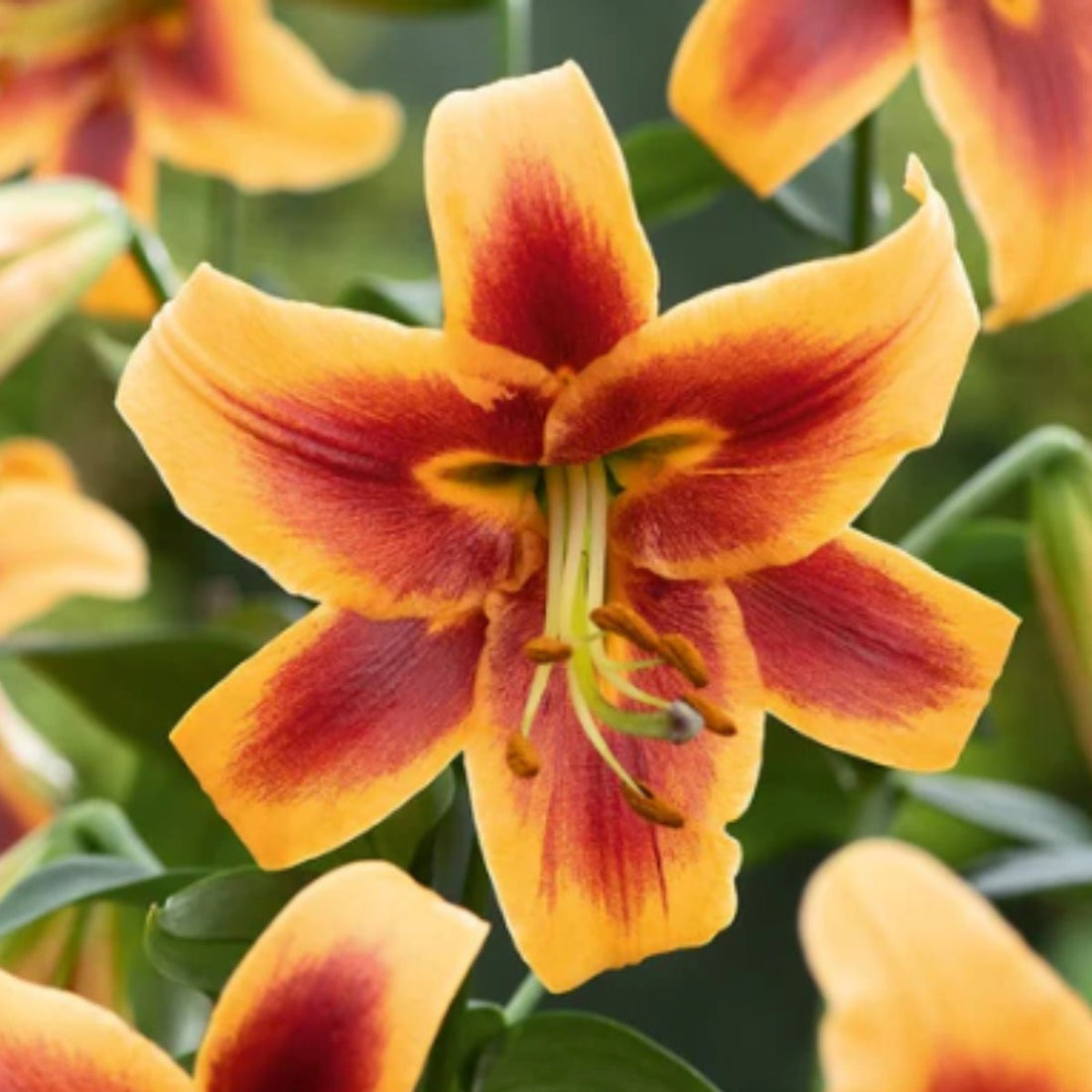 Debby - Oriental Trumpet Lily Bulb – Lilium Hybrid - Oldboy&