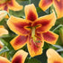 Debby - Oriental Trumpet Lily Bulb – Lilium Hybrid - Oldboy&