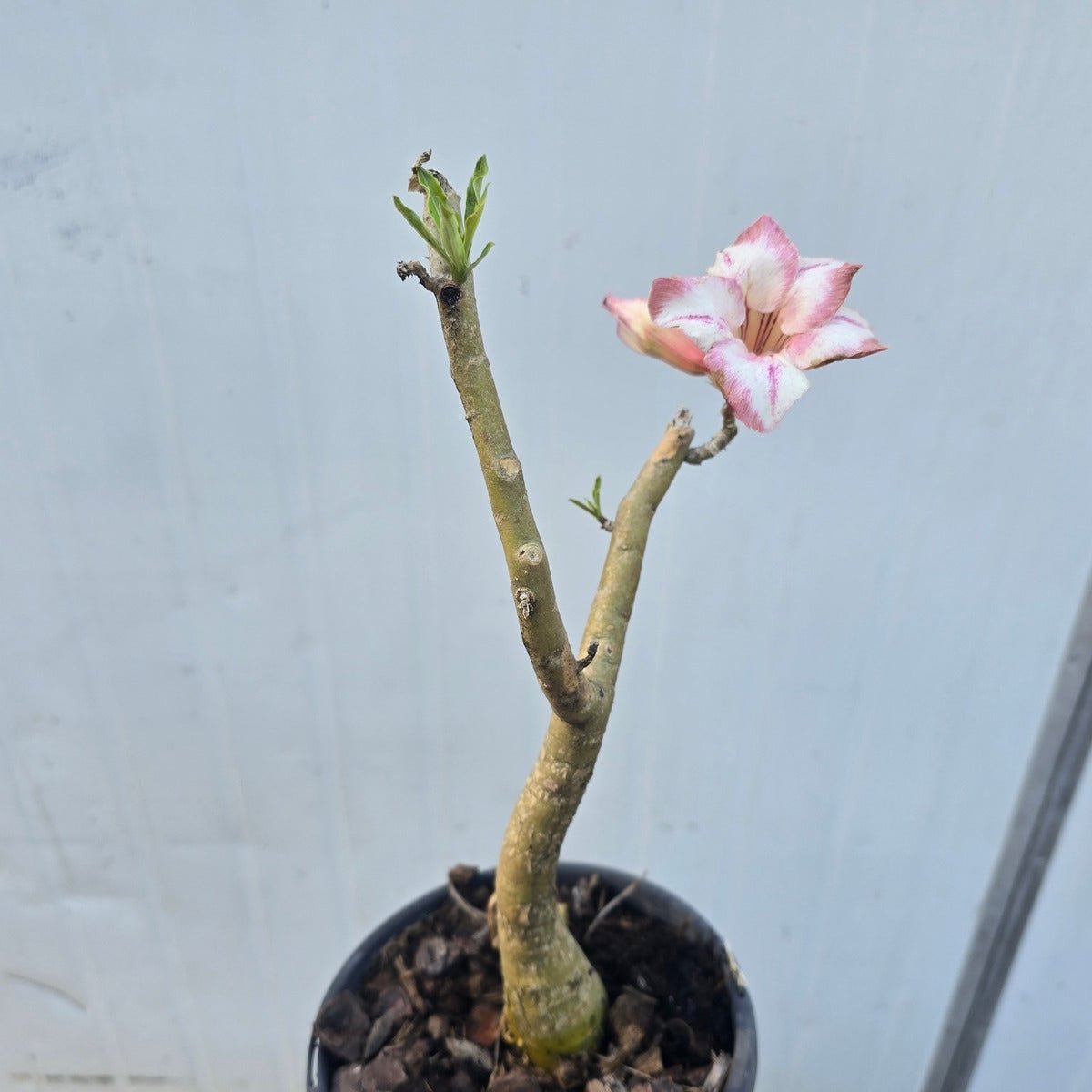 Desert Rose (Adenium obesum) – Bare‑Rooted, Assorted Colours - Oldboy&