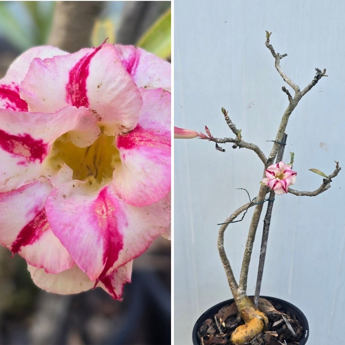Desert Rose (Adenium obesum) – Bare‑Rooted, Assorted Colours - Oldboy&