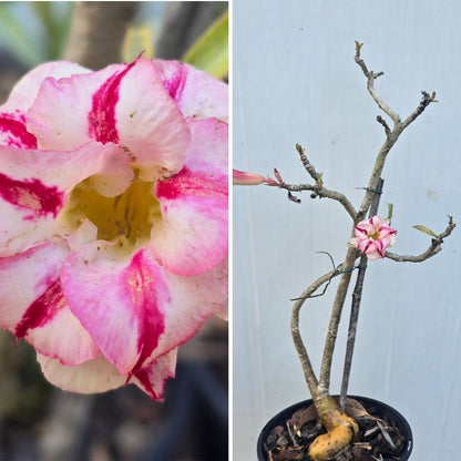 Desert Rose (Adenium obesum) – Bare‑Rooted, Assorted Colours - Oldboy&