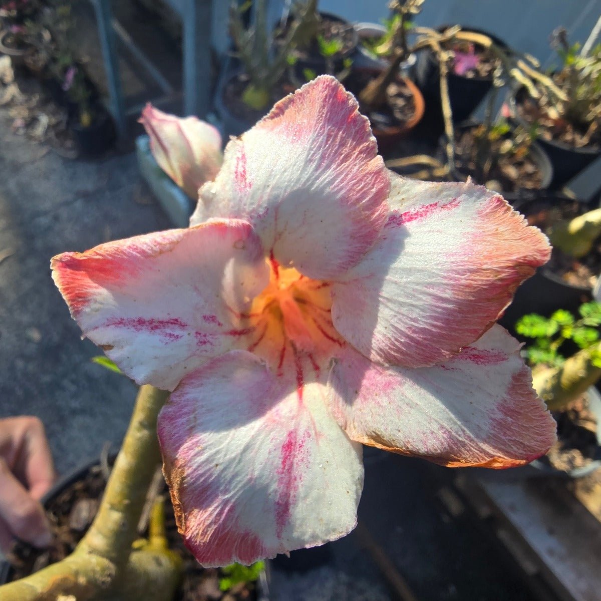 Desert Rose (Adenium obesum) – Bare‑Rooted, Assorted Colours - Oldboy&