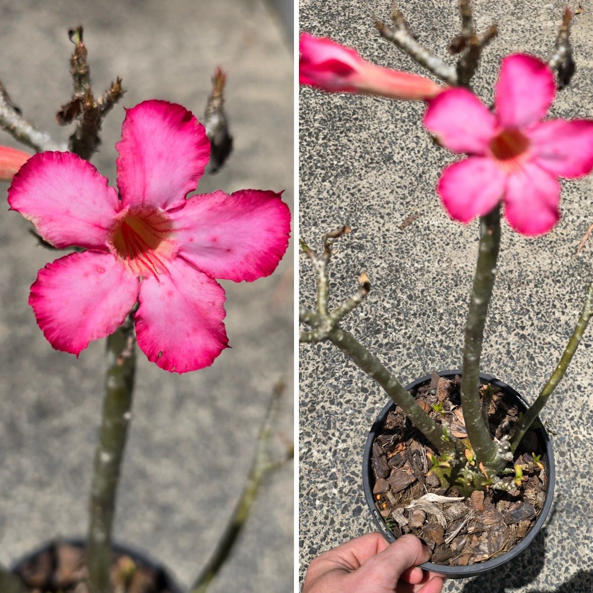 Desert Rose (Adenium obesum) – Bare‑Rooted, Assorted Colours - Oldboy&