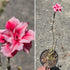 Desert Rose (Adenium obesum) – Bare‑Rooted, Assorted Colours - Oldboy&