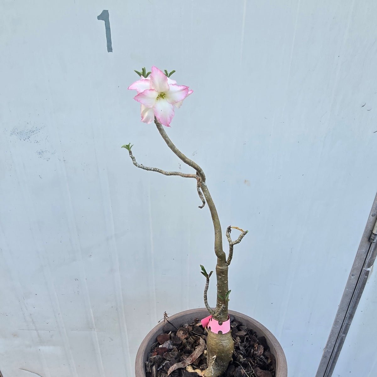 Desert Rose (Adenium obesum) – Bare‑Rooted, Assorted Colours - Oldboy&