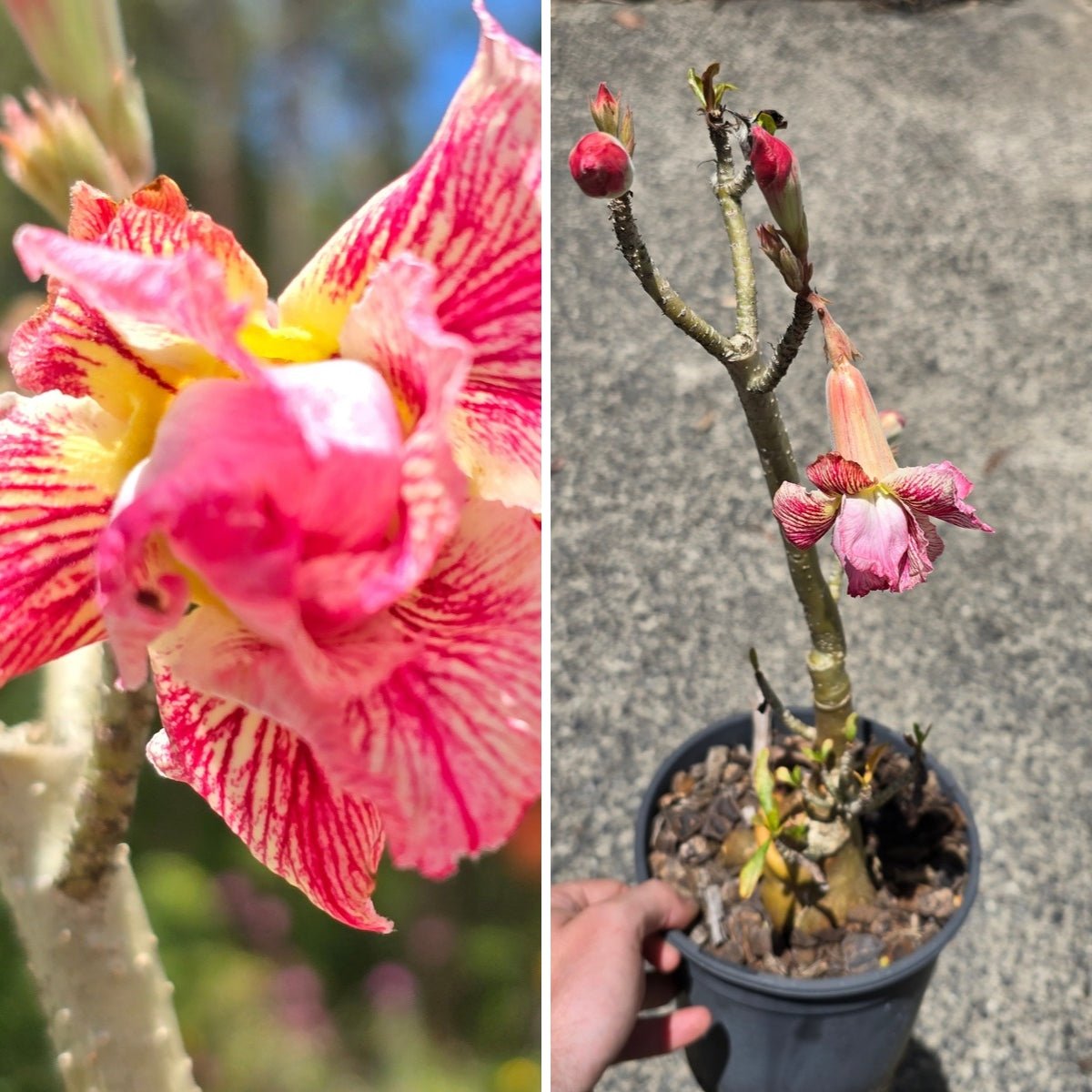 Desert Rose (Adenium obesum) – Bare‑Rooted, Assorted Colours - Oldboy&