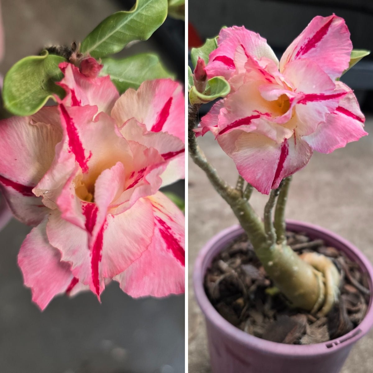 Desert Rose (Adenium obesum) – Bare‑Rooted, Assorted Colours - Oldboy&