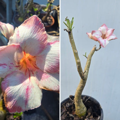 Desert Rose (Adenium obesum) – Bare‑Rooted, Assorted Colours - Oldboy&