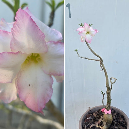 Desert Rose (Adenium obesum) – Bare‑Rooted, Assorted Colours - Oldboy&