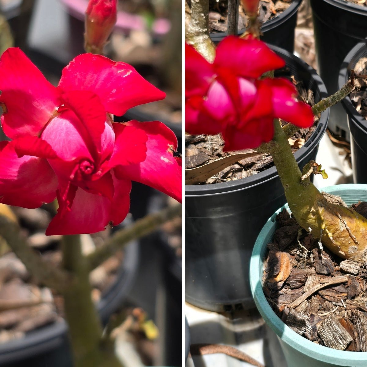Desert Rose (Adenium obesum) – Bare‑Rooted, Assorted Colours - Oldboy&