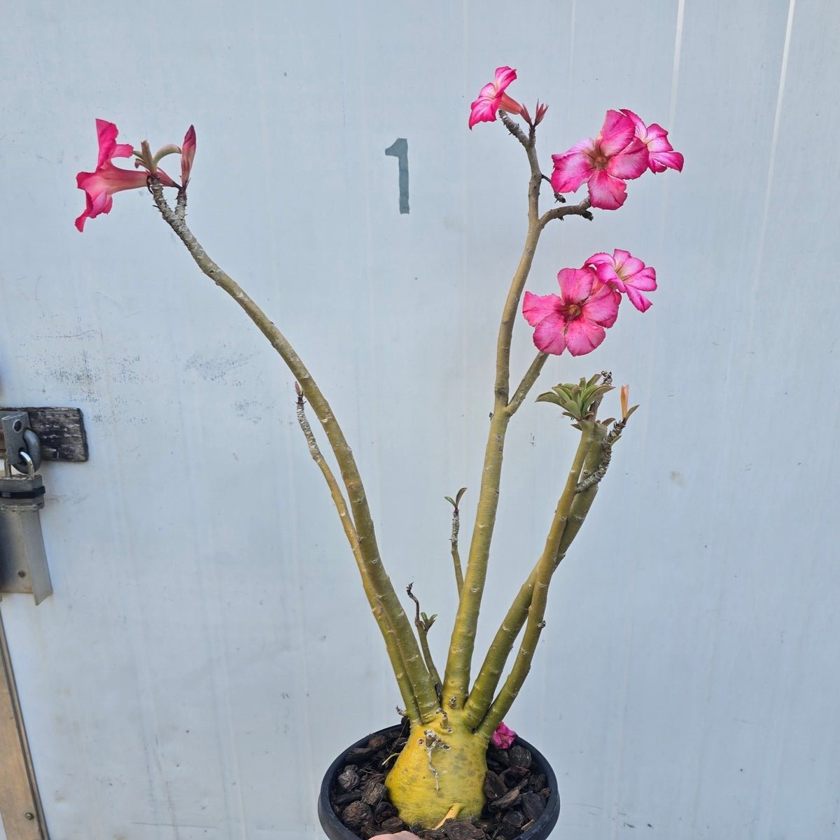 Desert Rose (Adenium obesum) – Bare‑Rooted, Assorted Colours - Oldboy&