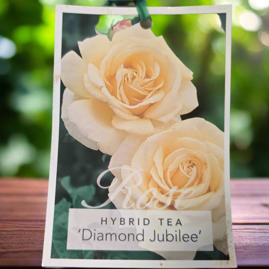 Diamond Jubilee – General – Hybrid Tea Rose - Oldboy&