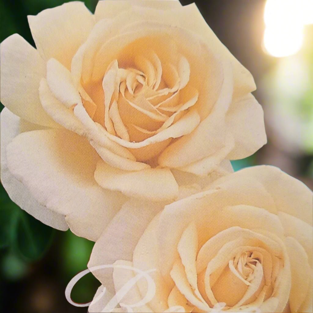 Diamond Jubilee – General – Hybrid Tea Rose - Oldboy&