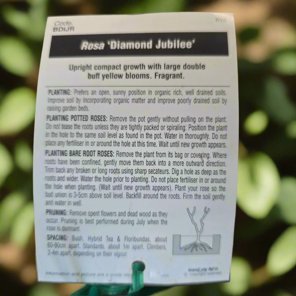 Diamond Jubilee – General – Hybrid Tea Rose - Oldboy&