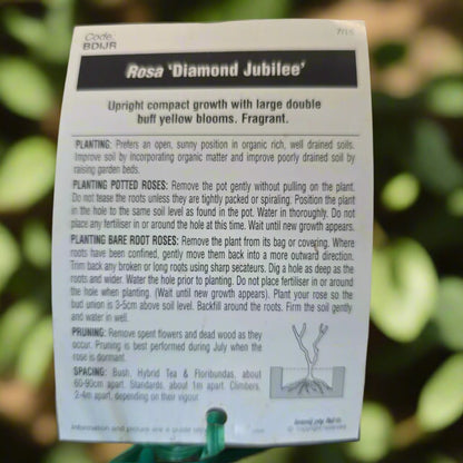 Diamond Jubilee – General – Hybrid Tea Rose - Oldboy&