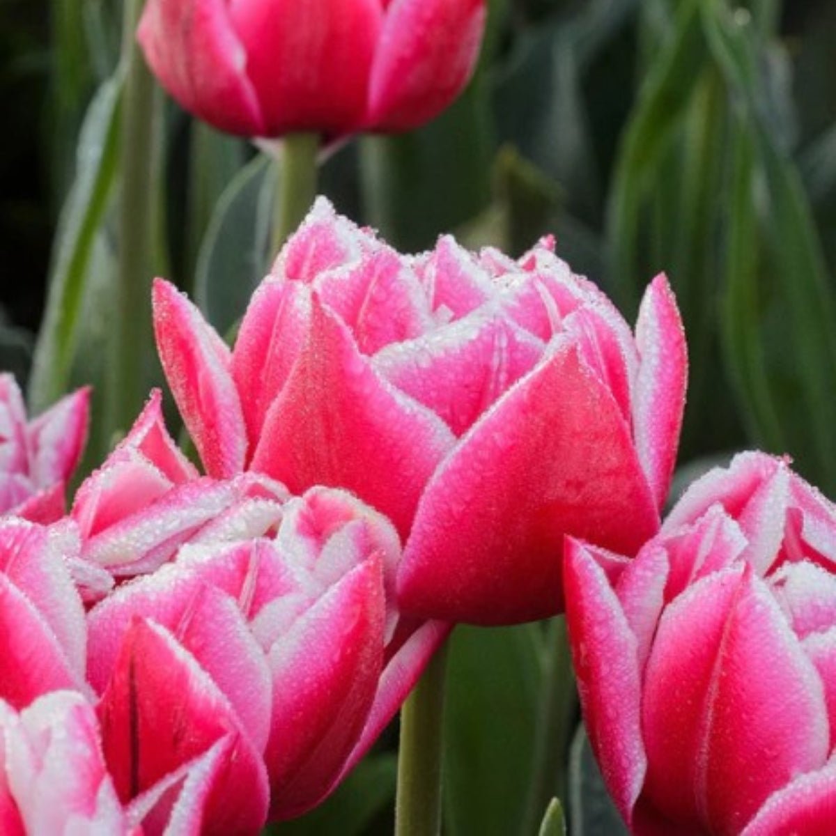 Double Tulip ‘Columbus’ (Tulipa hybrida) – Lush Pink &amp; White Blooms - Oldboy&