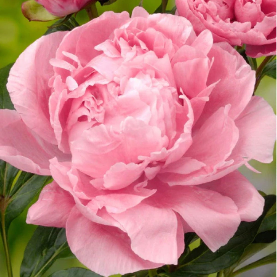 Dr Alexander Fleming – Peony – Herbaceous - Paeonia lactiflora - Oldboy&