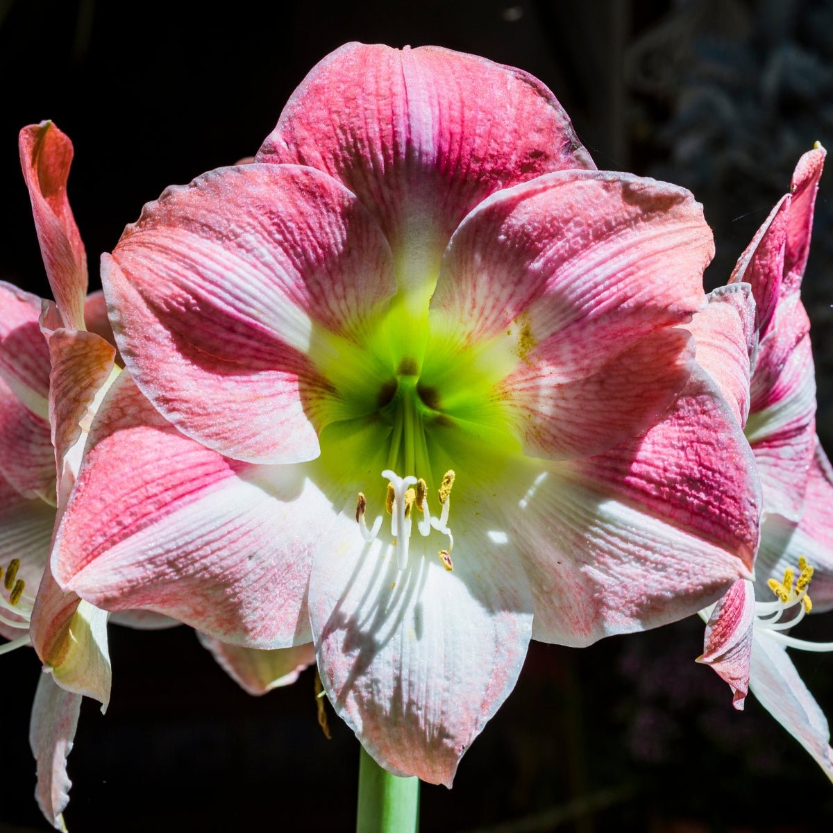 Duet Candy Hippeastrum Bulb | Amaryllis – Pink Blooms with Fresh Green Centre - Oldboy&