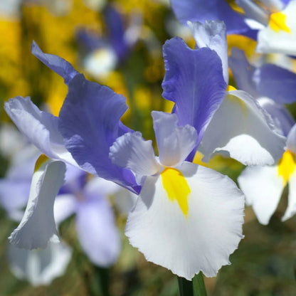 Dutch Iris &