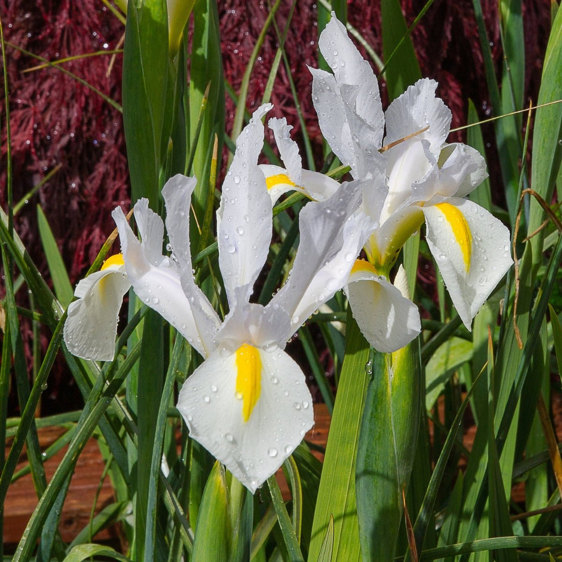 Dutch Iris &