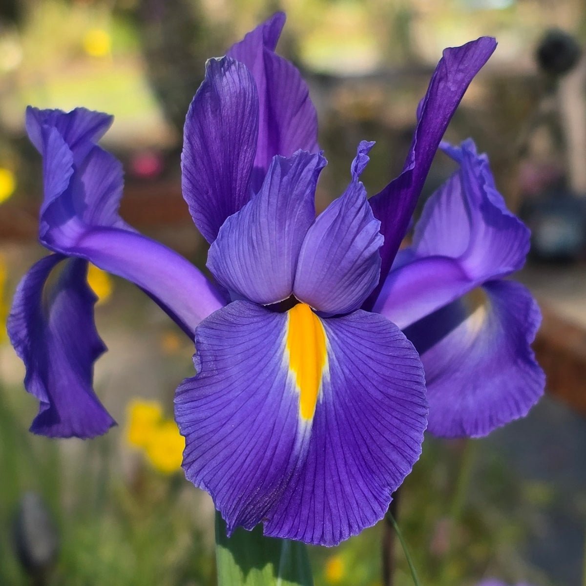 Dutch Iris &